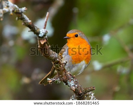 Similar – Rotkehlchen Umwelt Natur