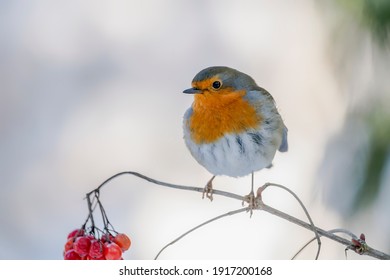 European Robin (Erithacus rubecula) on a branch with red berries in the forest of Noord Brabant in the Netherlands. copy space.