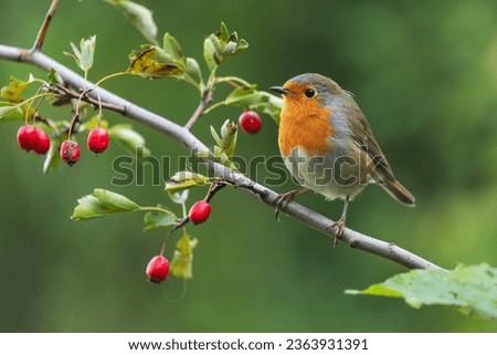 European Robin (Erithacus rubecula) on bench of hawthorn at morning