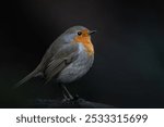 European Robin, Erithacus rubecula, orange songbird resting in Belgium forest. Bird in natural environment. Bird with orange breast.