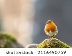 European robin (Erithacus rubecula) perched on a wall in the Brecon Beacons, Wales