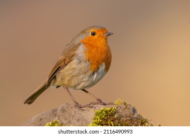 European Robin (Erithacus Rubecula) Perched On A Wall. Cute UK Bird Portrait.