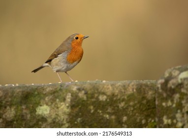 European Robin (Erithacus Rubecula) Perched On A Wall. Cute UK Bird Portrait.