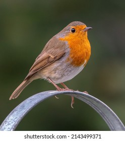 European Robin (Erithacus Rubecula) Perches On The Handle Of A Watering Can, Norfolk, UK. Cute British Garden Bird.