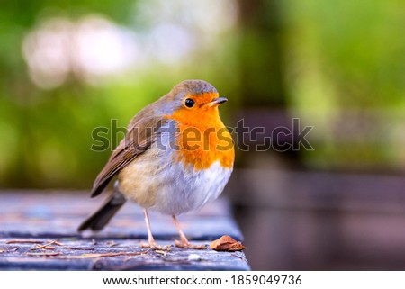 European robin or erithacus rubecula robin posing at the edge of a table in a park