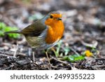 The European Robin (Erithacus rubecula), or Robin Redbreast.