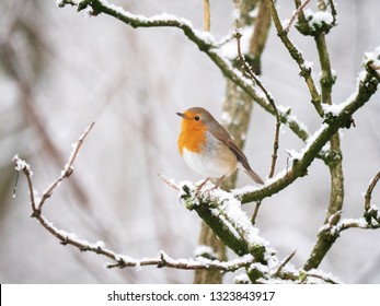 A European Robin (Erithacus rubecula) sat on a snowy branch in a perfect winter christmas card scene - Powered by Shutterstock