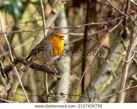 A European Robin (Erithacus rubecula) seen singing from a hedgerow in January