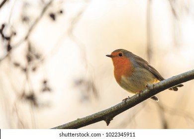 European robin (Erithacus rubecula) singing in sun rays sunlight during Fall season. - Powered by Shutterstock