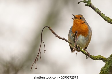 European Robin (Erithacus Rubecula) Singing From A Branch, Beautiful UK Bird