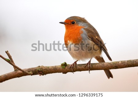 European robin (Erithacus Rubecula) sitting on a branch in the winter