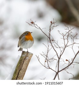 European robin (Erithacus rubecula) a small bird, a passerine, sitting on a wooden branch in winter. Light background with soft focus and bokeh, copy space and place for text.