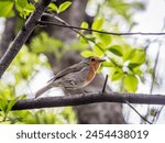 European Robin, Erithacus rubecula, song bird sits on tree in the spring forest or park. Beautiful songbird with red breast European robin