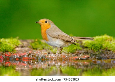 European Robin, Erithacus Rubecula In The Water, Nice Mossy Tree Branch, Bird In The Nature Habitat, Germany. Orange Songbird With Mirror Reflection In Water Surface.