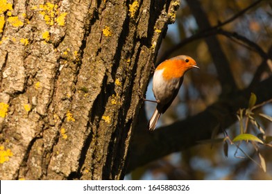 A European Robin (Erithacus Rubecula) In Woodland. UK.