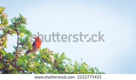 European robin with food in its beak, sitting in a hawthorn tree on its way to a nest. UK garden birds.
