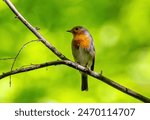 The european robin, known simply as the robin or robin redbreast in Ireland and Britain, is a small insectivorous passerine bird           