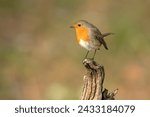 European robin in a Mediterranean forest at the first light of a winter day