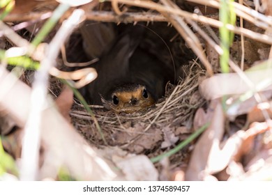 European Robin On A Nest