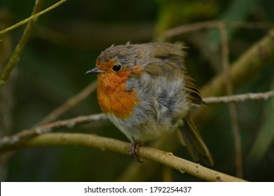 an European robin perched on a branch, puffed up in order to keep warm over the winters