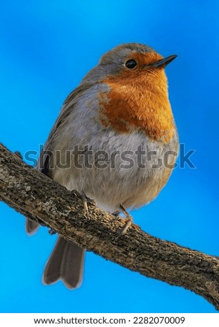 Similar – Image, Stock Photo Pretty bird Beautiful Life