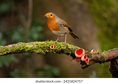 European Robin perched on moss covered branch with Scarlet Elf Cup