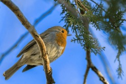 European Robin Perched On A Tree Branch In The Morning Light