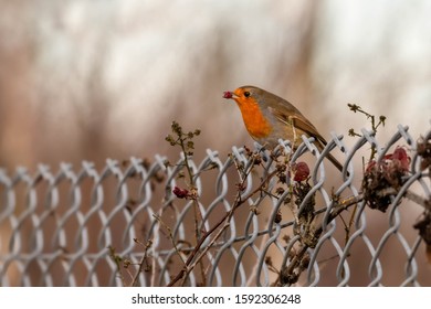 European Robin Perched On A Wire Fence Eating A Red Berry