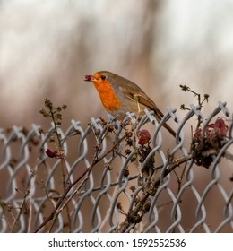 European Robin Perched On A Wire Fence Eating A Red Berry