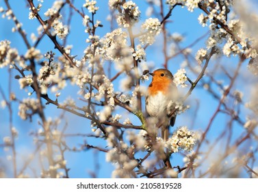European robin perched in a tree with flourishing flowers in spring, UK.