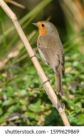 European robin or redbreast (Erithacus rubecula) Malaga, Spain