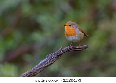 European robin, robin or robin redbreast (Erithacus rubecula) Malaga, Spain
