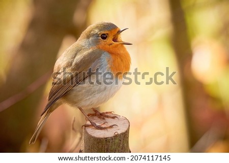 European Robin singing in the morning (Erithacus Rubecula)