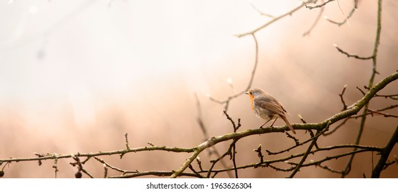 The European robin is a small songbird sitting on a tree branch and singing.