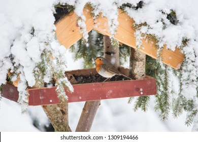 European Robin In Snow Feeder