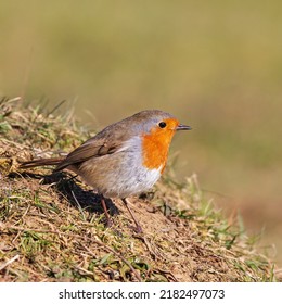 European Robin Standing On A Grassy Hillock