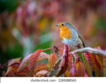 European Robin Taken In UK Sitting On A Red Cherry Tree Leaf In Autumn In The UK. A Commomn Garden Bird.