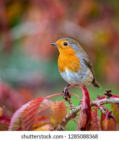 European Robin Taken In UK Sitting On A Red Cherry Tree Leaf In Autumn In The UK. A Commomn Garden Bird.