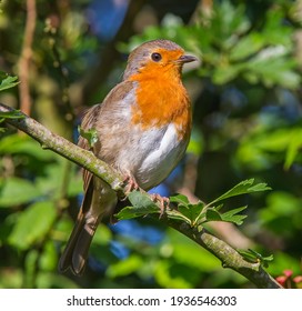 European Robin In The UK