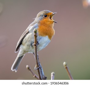 European Robin In The UK