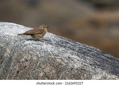 European Rock Pipit - Anthus petrosus, small brown perching bird from European sea and ocean coasts and cliffs, Runde island, Norway. 