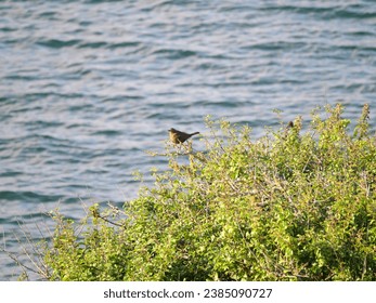 A European rock pipit Anthus petrosus sitting on a bush on the coast of Falmouth Cornwall England