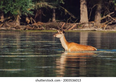 European Roe Deer Bathing In River.