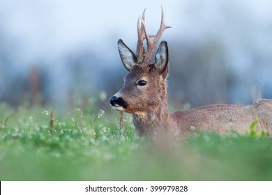 European Roe Deer Buck