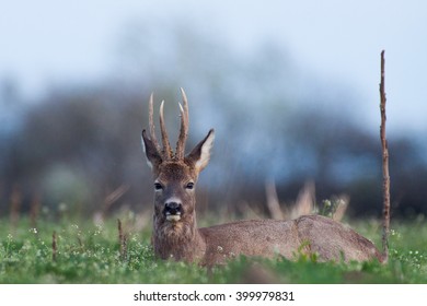 European Roe Deer Buck