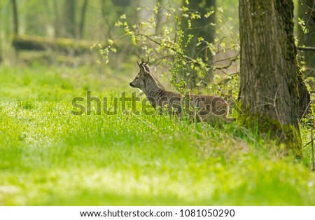 Similar – Foto Bild Rehe aus dem Graben kommend