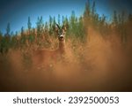 European roe deer (Capreolus capreolus)             