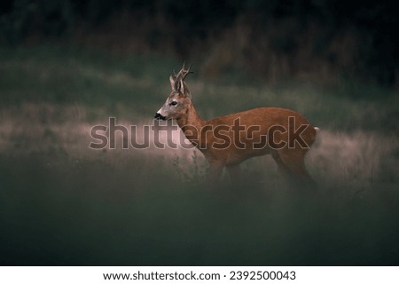 Similar – Image, Stock Photo Deer in cereals Animal