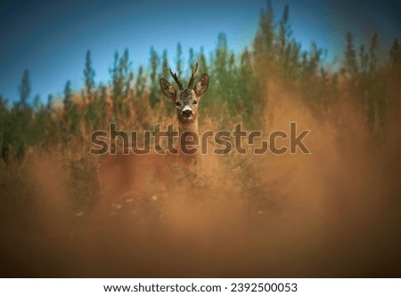 European roe deer (Capreolus capreolus)             