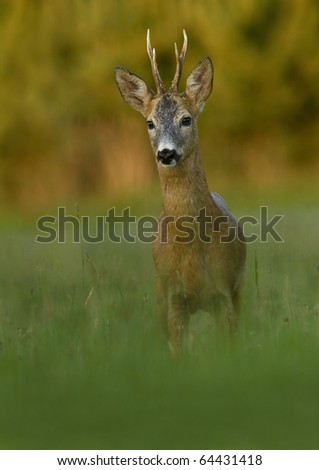 Similar – Foto Bild Reh in einem Feld stehend